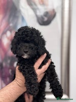 Cavapoo dogs - Advert 2