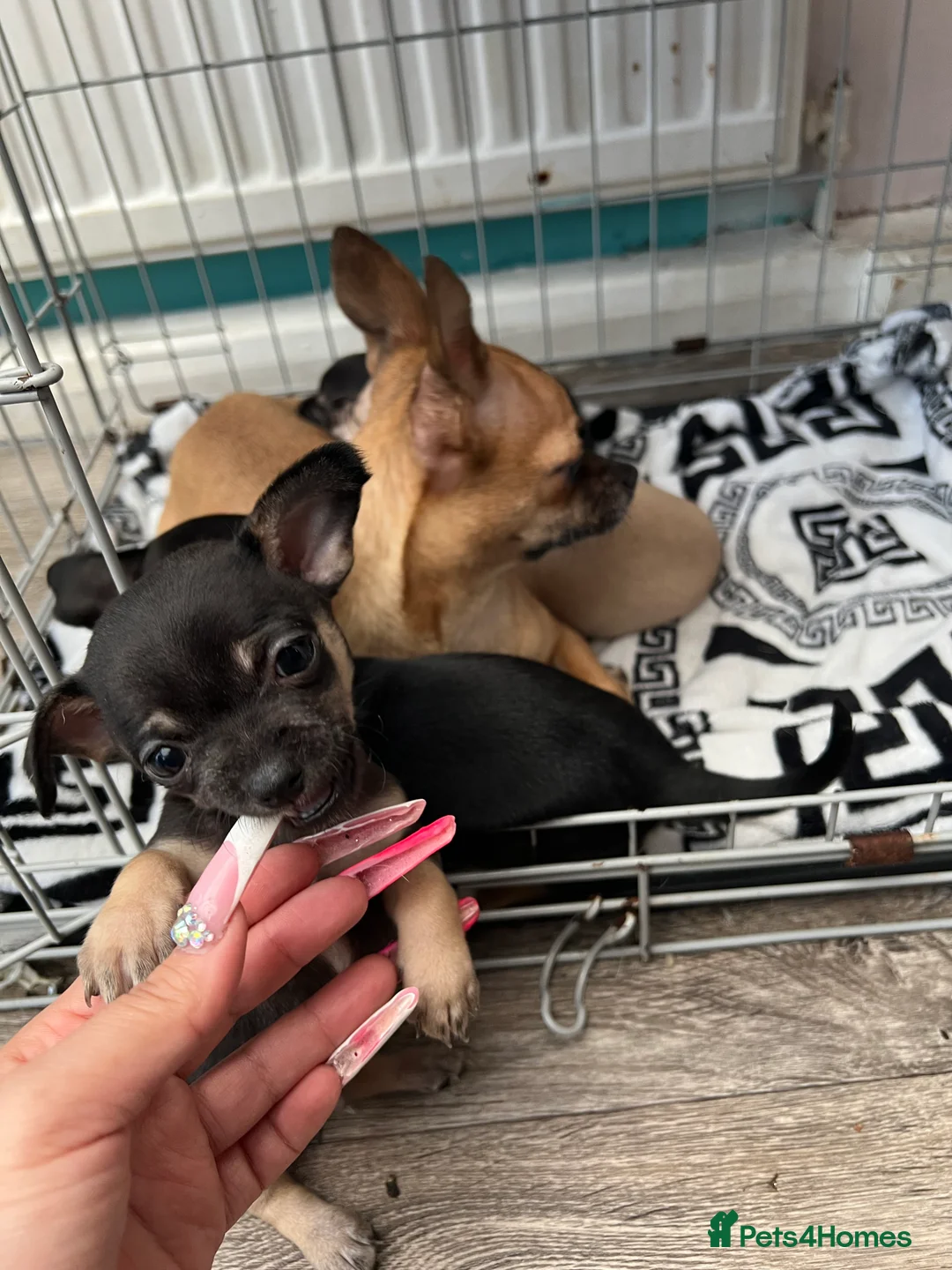 Chihuahua dogs for sale: Full breed chihuahua lovely puppies  - Advert 18