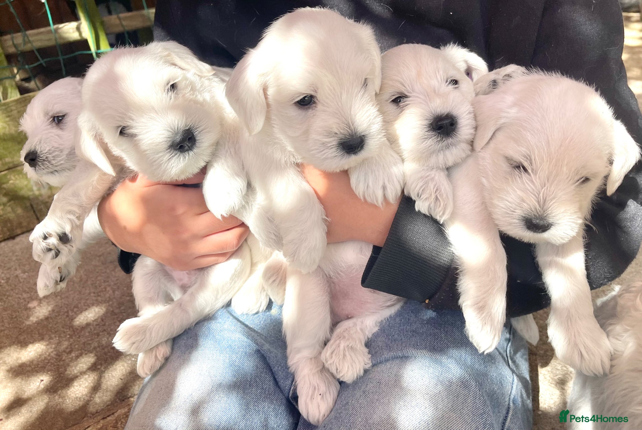 Miniature Schnauzer dogs WHITE MINIATURE SCHNAUZERS  - Advert 1