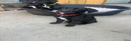 Borador dogs for sale: Beautiful Borodor’s  - Advert 20