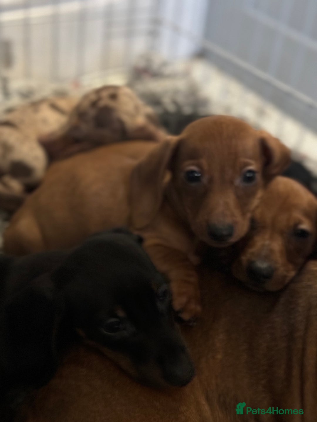 Miniature Dachshund dogs for sale: Mini dachshund’s beautiful, girls and boys  - Advert 10