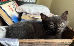 Mixed Breed cats for sale: 🐾 Adorable boy & girl 🐾 - Image 22