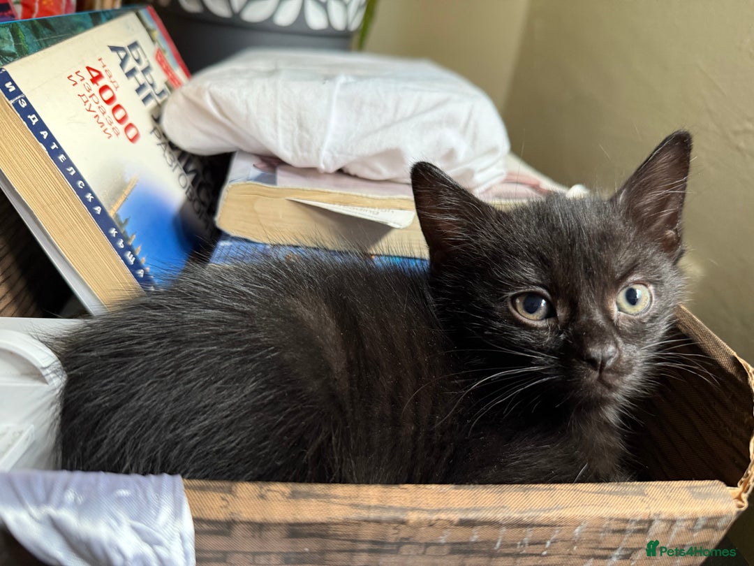 Mixed Breed cats for sale: 🐾 Adorable boy & girl 🐾 - Image 22