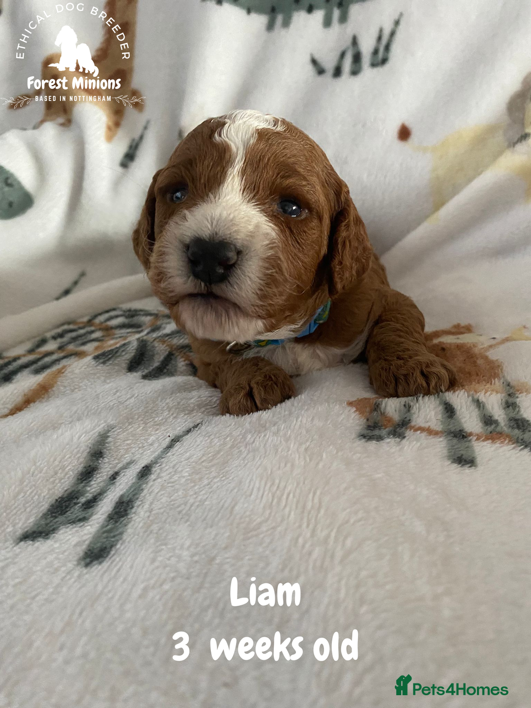 Cockapoo dogs for sale: Beautiful Cockapoo puppies (DNA CLEAR) - Advert 4