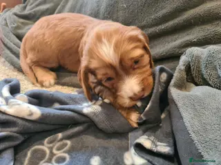 Cocker Spaniel dogs KC registered Cocker Spaniels from family home - Advert 16