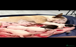 English Bull Terrier dogs for sale: Gorgeous English BullTerrier - Image 7