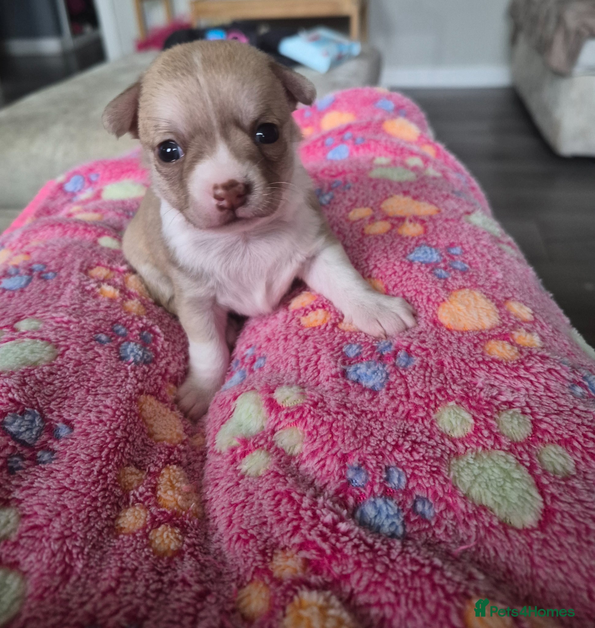 Chihuahua dogs for sale: Female chihuahua - Advert 16