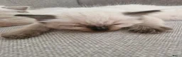 Ragdoll cats for sale: 💙Rare Lynx Point Purebred Ragdoll Kittens💙  - Advert 6