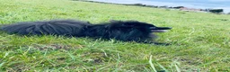 Pomeranian dogs for stud: Black Pomeranian stud dog in Hayes - Advert 5