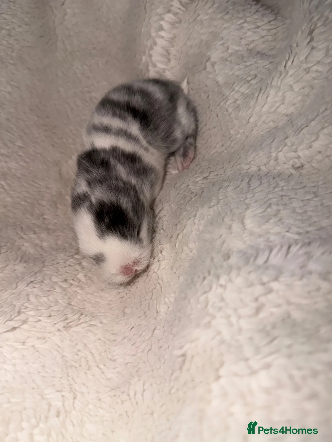 Mini Lop rabbits for sale: Mini lop bunnies  - Advert 2