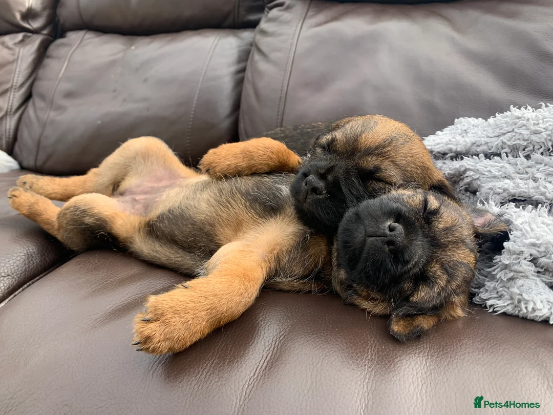 Border Terrier dogs for stud: Border Terrier for stud , Slem tested, family pet  in Woodbridge - Advert 6