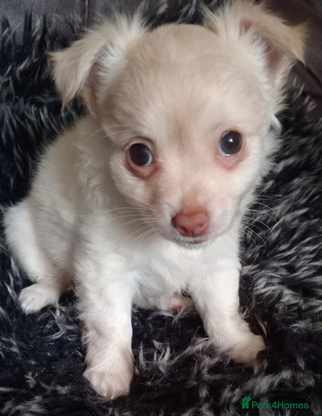 Chihuahua dogs for sale: Chihuahua long coat puppies in Peterborough - Advert 14
