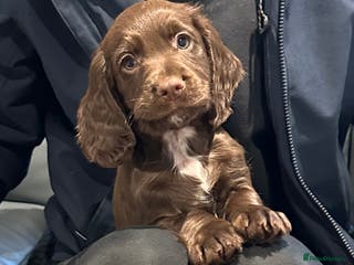 Cocker Spaniel dogs KC Health Tested Working Cocker Spaniels - Advert 11