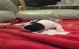 Mixed Breed dogs for sale: Pomshis - Advert 6