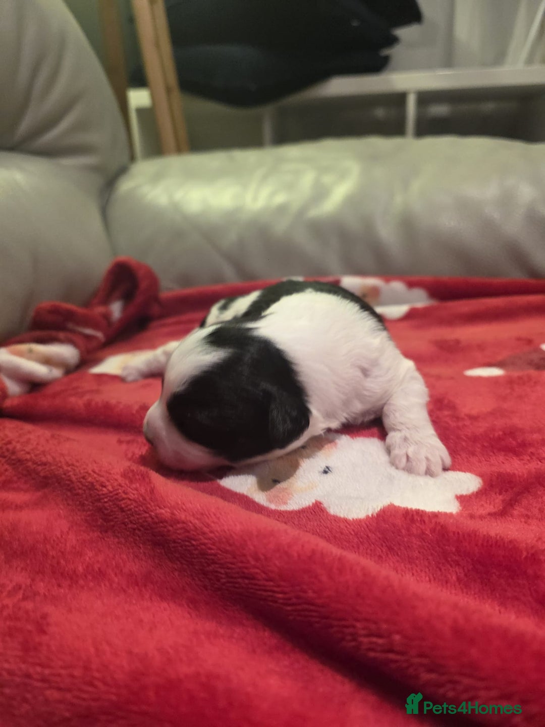 Mixed Breed dogs for sale: Pomshis - Advert 6