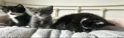 Mixed Breed cats for sale: 3 playful kittens.  - Advert 4