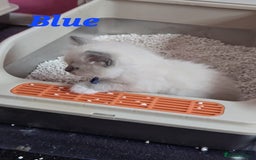 Ragdoll cats for sale: Pure Ragdoll Kittens (Mitted) - Image 16