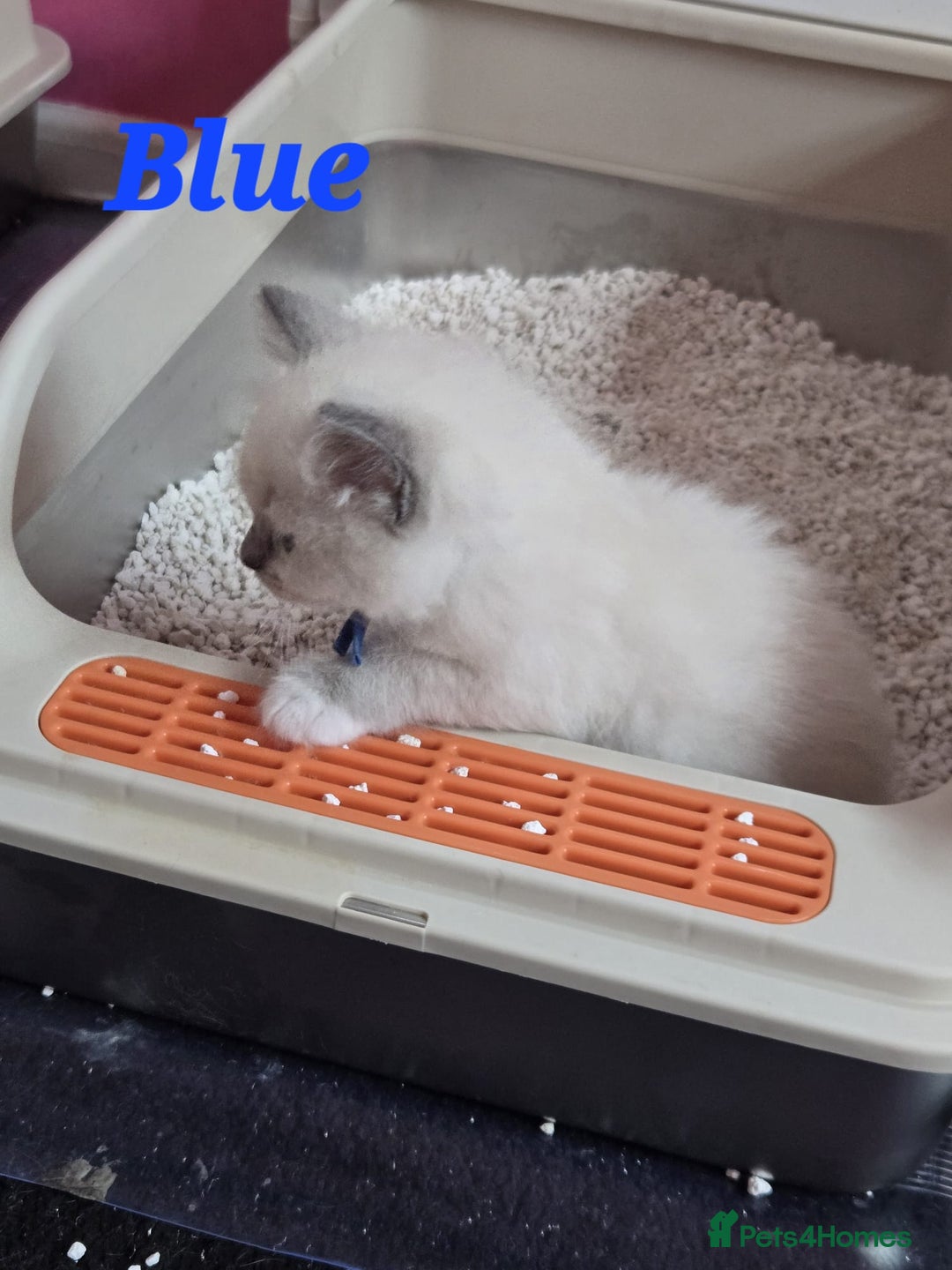 Ragdoll cats for sale: Pure Ragdoll Kittens (Mitted) - Image 16