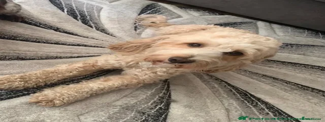 Dougie