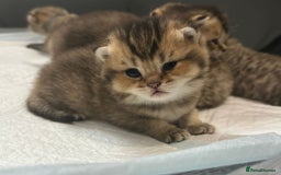 British Shorthair cats for sale: Ready to reserve  pedigree gold black shade bsh   - Image 2