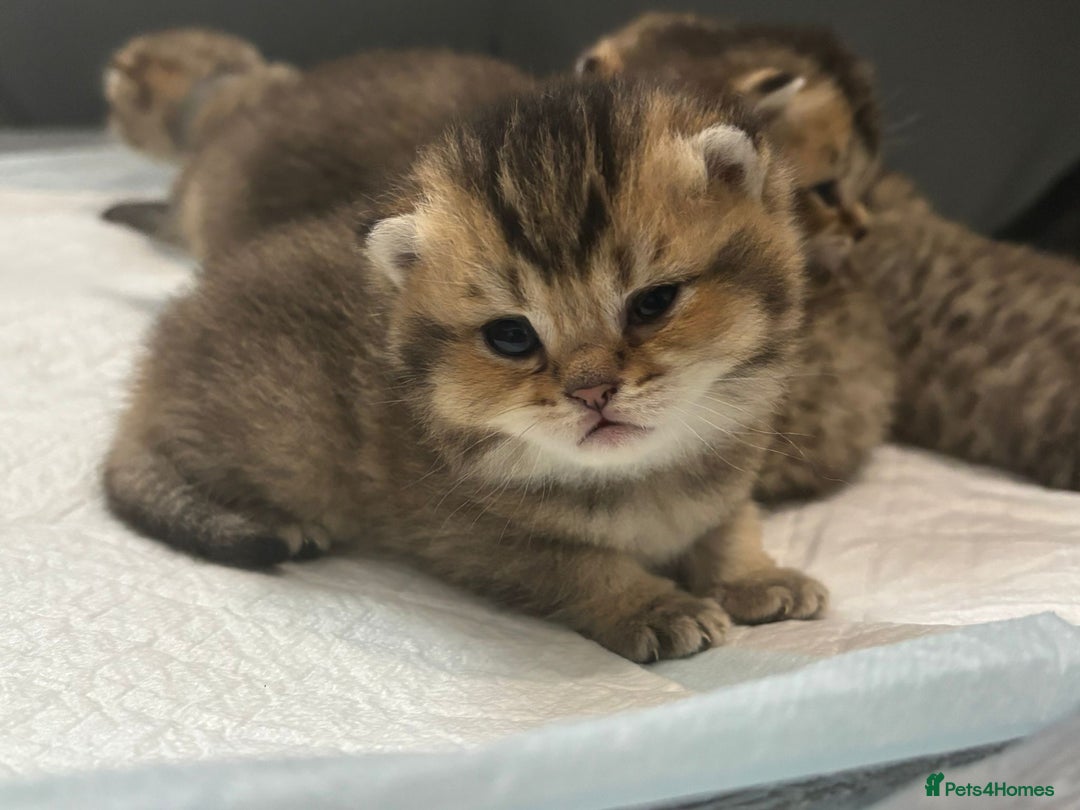 British Shorthair cats for sale: Ready to reserve  pedigree gold black shade bsh   - Image 2