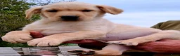 Goldador dogs for sale: Goldador puppies - Advert 18