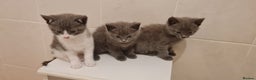 Russian Blue cats for sale: Beautiful Russian Blue Kittens  - Advert 2