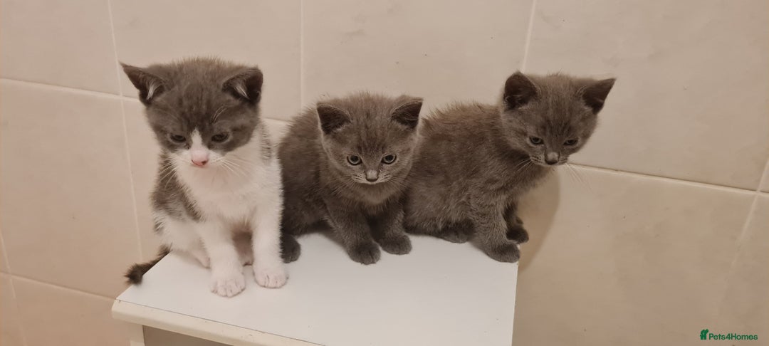 Russian Blue cats for sale: Beautiful Russian Blue Kittens  - Advert 2