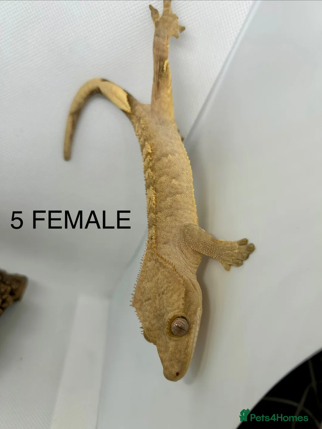Gecko reptiles for sale: CRESTED GECKOS FOR SALE MALE AND FEMALE - Advert 14