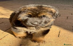 German Shepherd dogs for sale: 💥Champion🩸line KC Reg GermanShepherd puppy’s GSD - Image 25