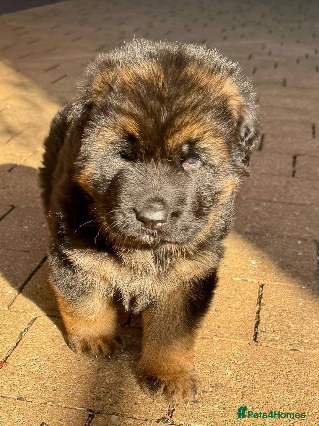 German Shepherd dogs for sale: 💥Champion🩸line KC Reg GermanShepherd puppy’s GSD - Image 25