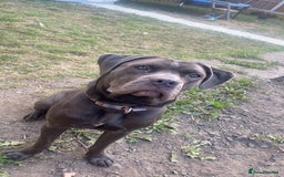Cane Corso dogs for sale: Female 9 month old cane corso - Image 3
