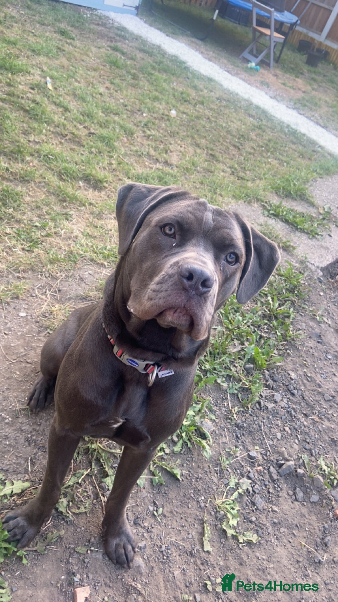 Cane Corso dogs for sale: Female 9 month old cane corso - Image 3