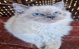 Ragdoll cats for sale: A Unique Ragdoll Kitten Waiting for a Loving home  - Image 10