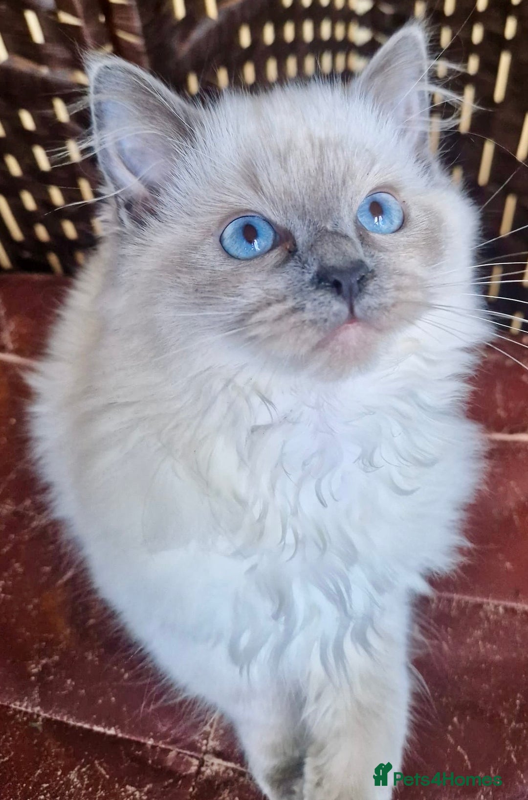 Ragdoll cats for sale: A Unique Ragdoll Kitten Waiting for a Loving home  - Image 10