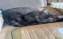 Ragdoll cats for sale: Ragdoll x tabby - Image 3
