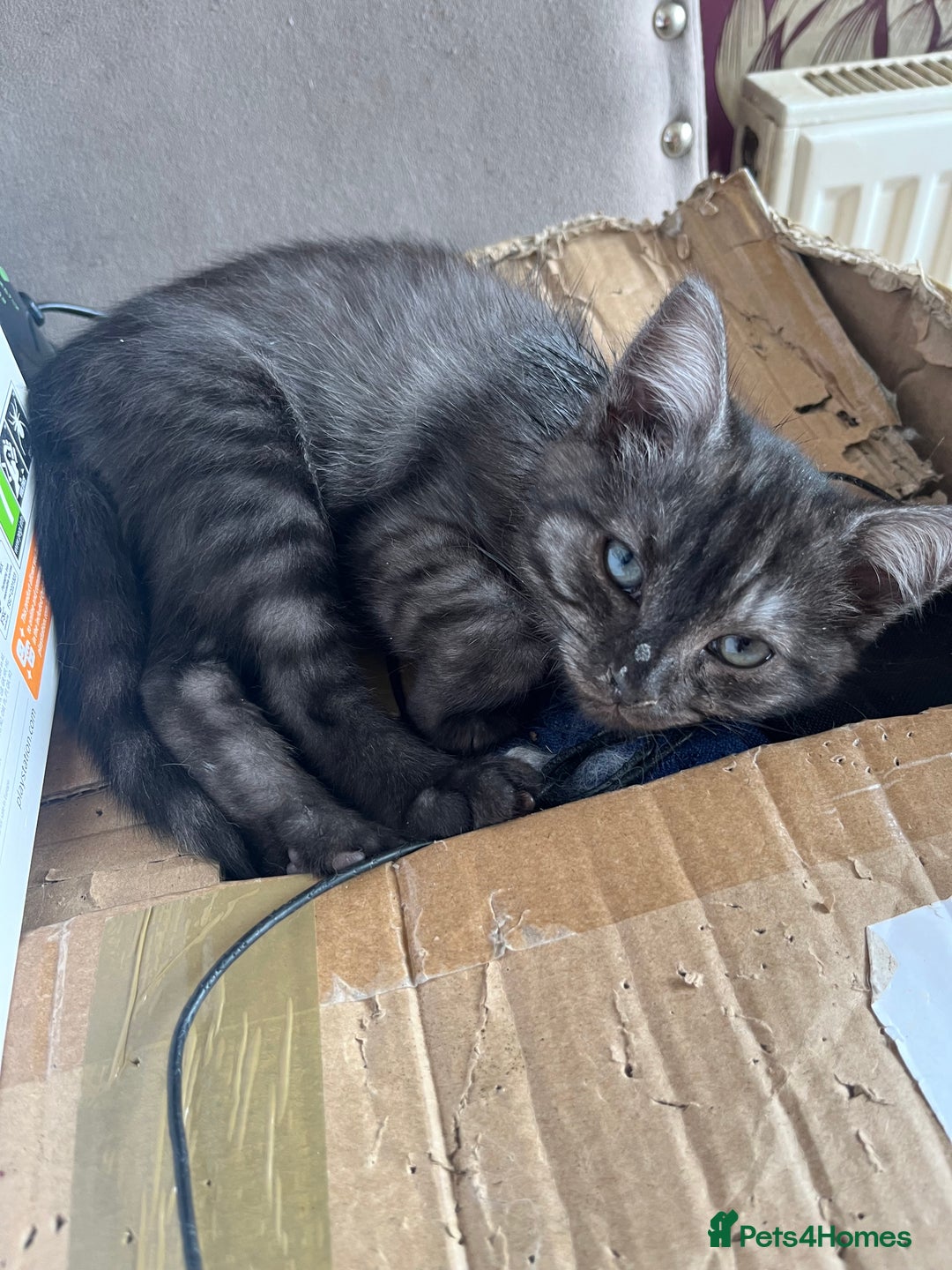 Ragdoll cats for sale: Ragdoll x tabby - Image 3