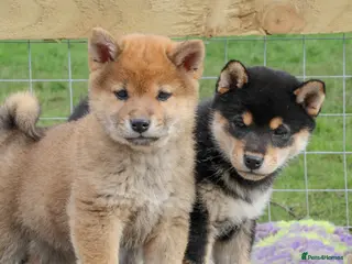 Japanese Shiba Inu dogs “KC Shiba Inu – Champion Bloodlines ❤️🏆” - Advert 19
