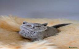 British Shorthair cats for sale: GCCF reg blue kittens  - Image 17