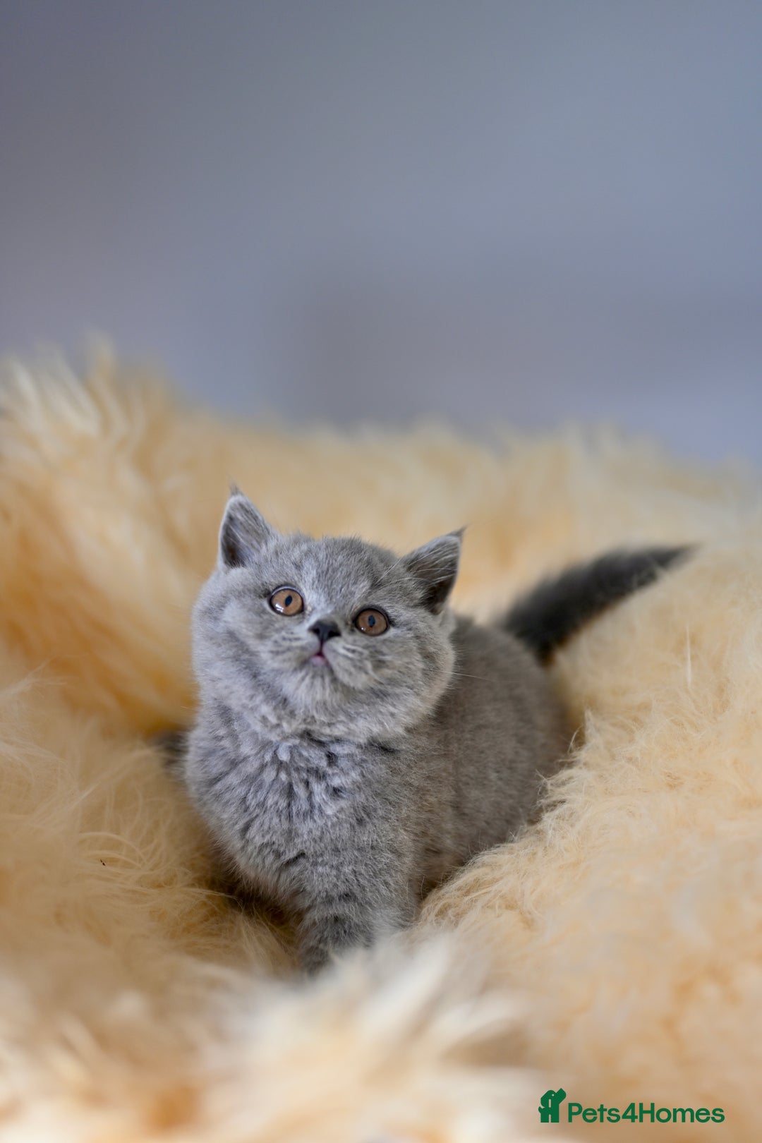 British Shorthair cats for sale: GCCF reg blue kittens  - Image 17