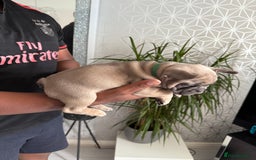 French Bulldog dogs for sale: 4 stunning Pure breed Blue Fawn French Bulldogs 🐶 - Image 7