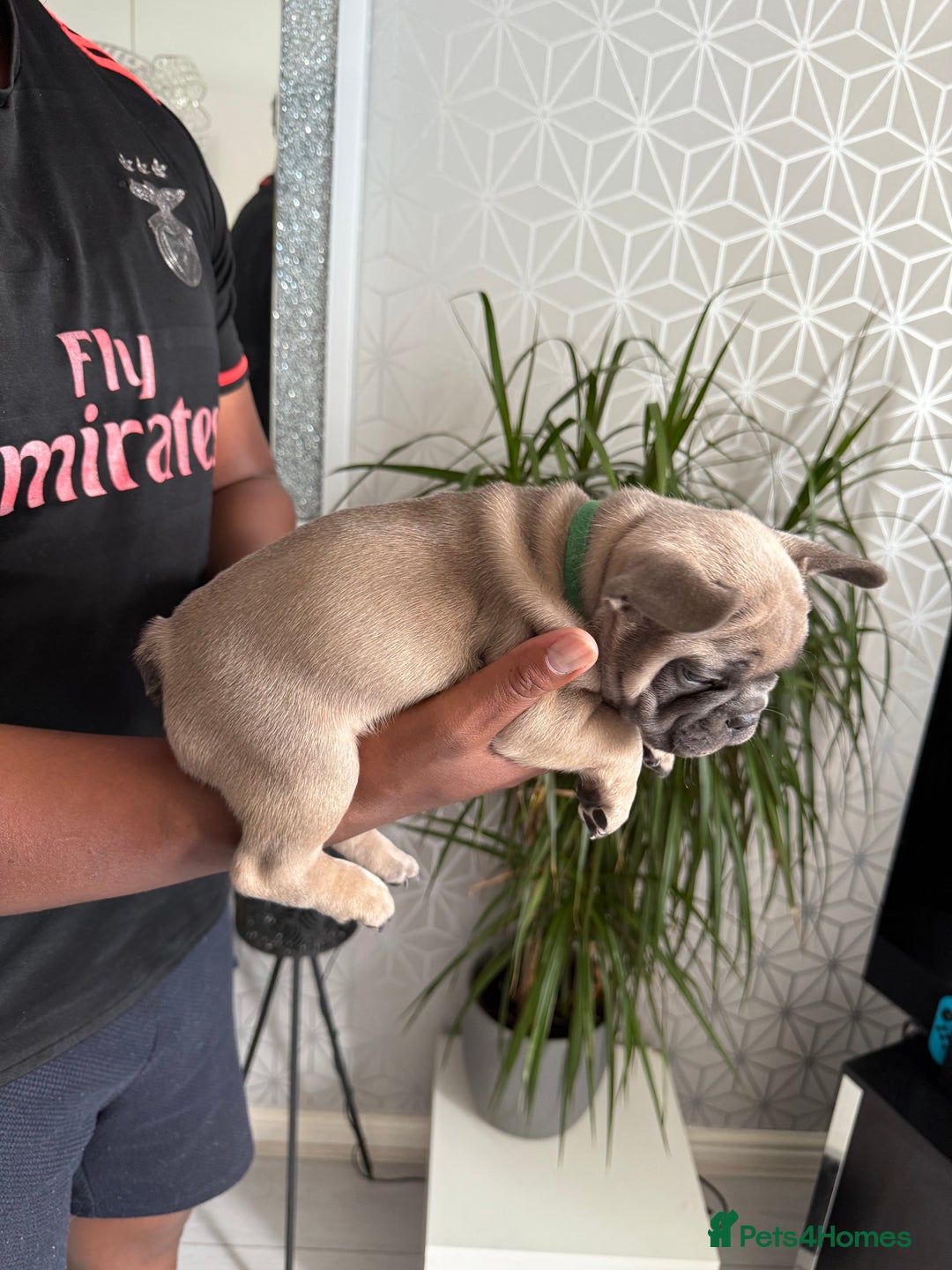 French Bulldog dogs for sale: 4 stunning Pure breed Blue Fawn French Bulldogs 🐶 - Image 7