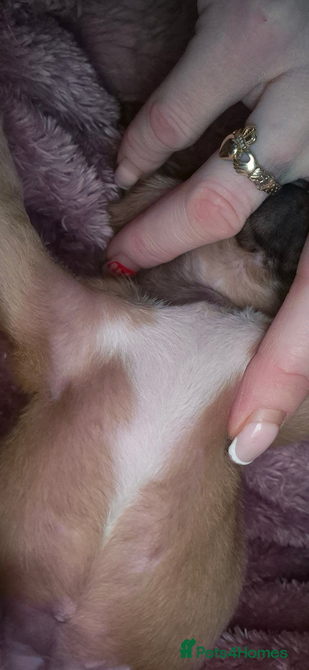 Chipoo dogs for sale: Beautiful chipoo puppys  - Advert 13