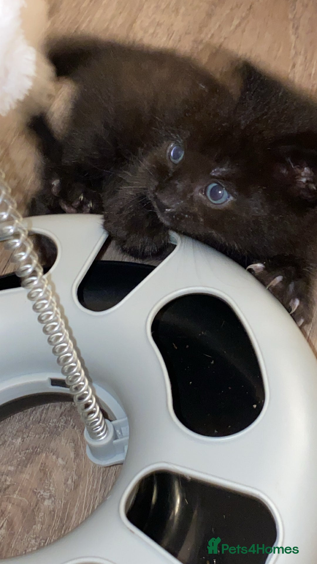 Mixed Breed cats for sale: Mixed breed Bengal and Norwegian forest cat  - Advert 14