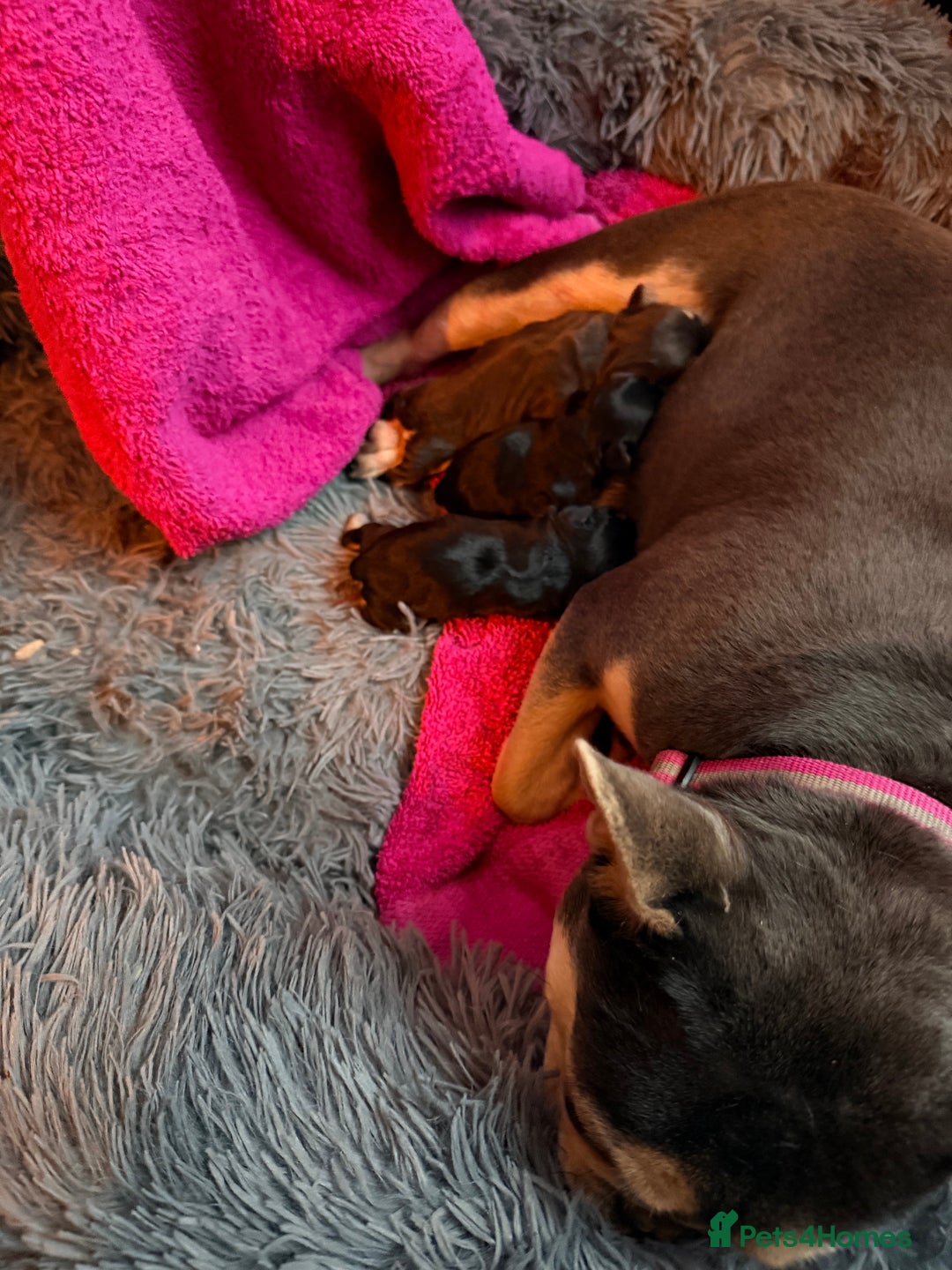 French Bulldog dogs for sale: Three French bulldog males  - Advert 2