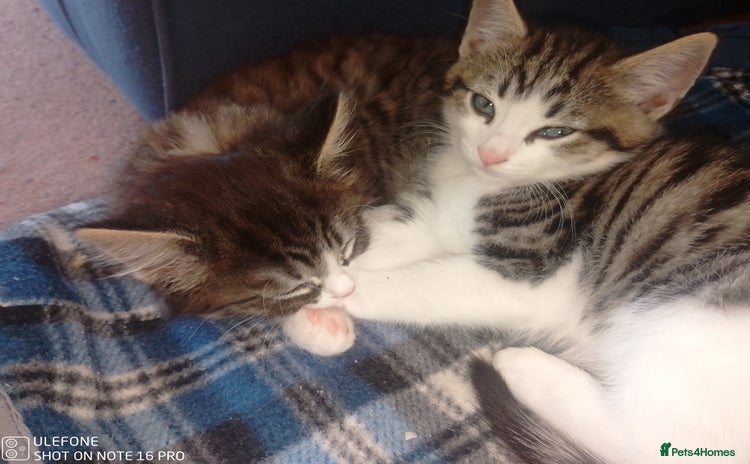 Mixed Breed cats - Advert 2