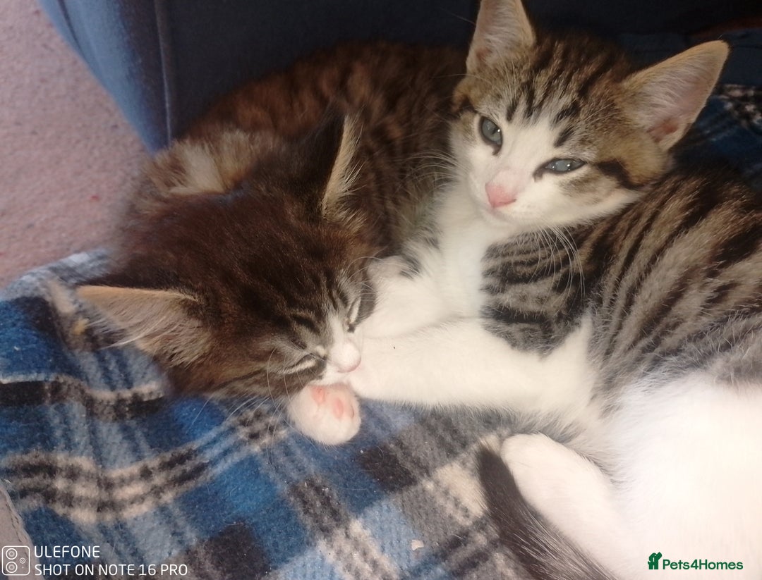 Mixed Breed cats for sale: 9 adorable Disney kitten couples  - Image 1