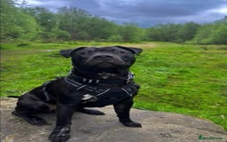 Mixed Breed dogs for sale: Beautiful, Loving Dog Needs Safe and Calm Home  - Image 3