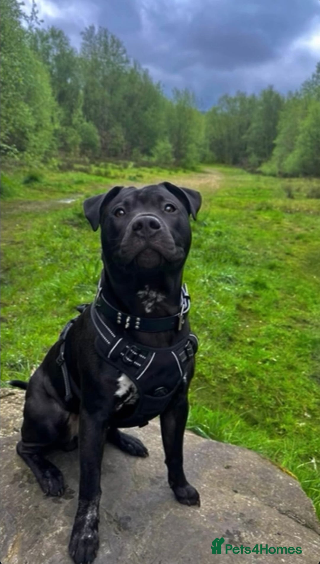 Mixed Breed dogs for sale: Beautiful, Loving Dog Needs Safe and Calm Home  - Image 3