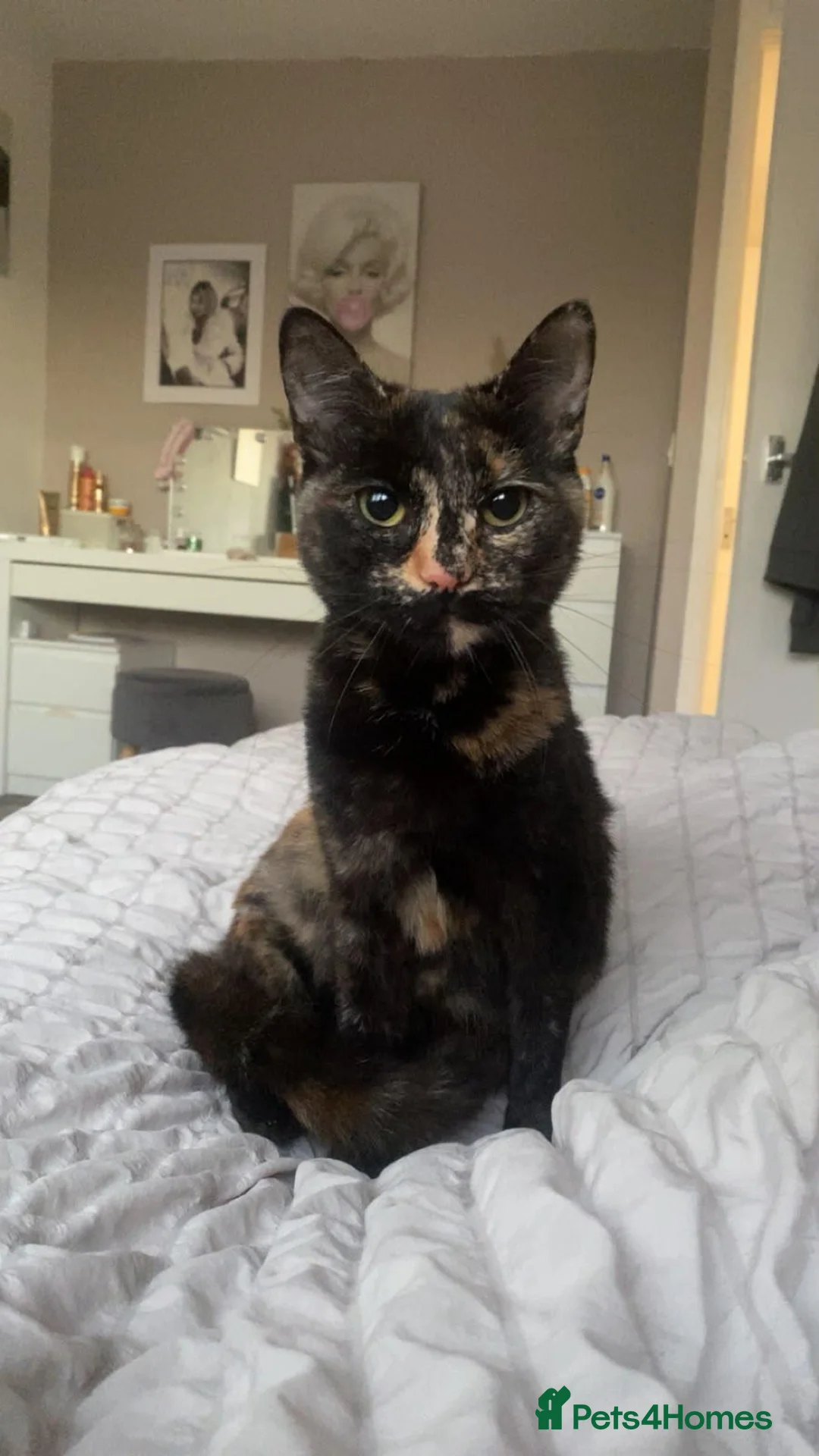 Mixed Breed cats for sale: Kittens - Advert 1